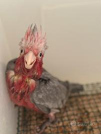 Cacatua