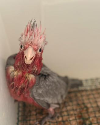 Cacatua