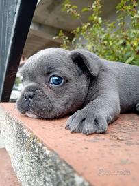Bulldog francese