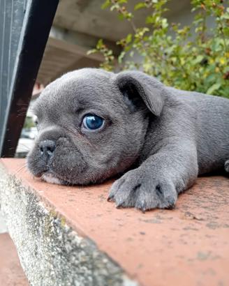 Bulldog francese
