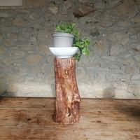 ceppo in legno d'ulivo 