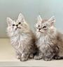 maine-coon-black-silver-tabby