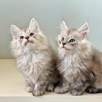 Maine coon black silver tabby