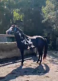 Cavallo Paint Black Overo