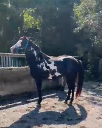 Cavallo Paint Black Overo
