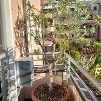 ALBERO ULIVO anni 25