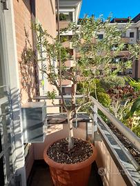 ALBERO ULIVO anni 25