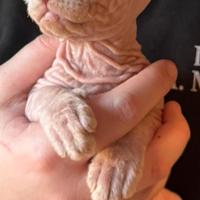 Cuccioli di sphynx disponibili