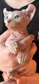 Cuccioli di sphynx disponibili