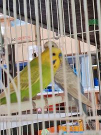 Una coppia di pappagalli cocorite