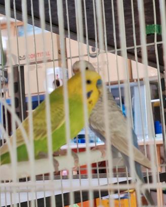 Una coppia di pappagalli cocorite