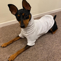 Pinscher nano
