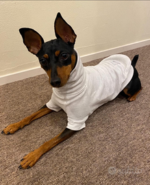 Pinscher toy tascabile disponibile