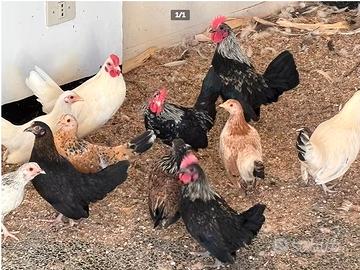 Coppiette olandesine nane rustiche