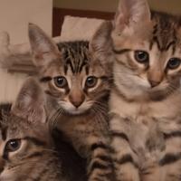 Regalasi amorevoli cuccioli di gatto