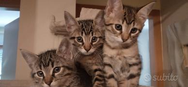 Regalasi amorevoli cuccioli di gatto