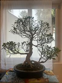 Bonsai ficus retusa