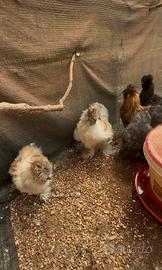Galline ornamentali moroseta pronte alla riproduz