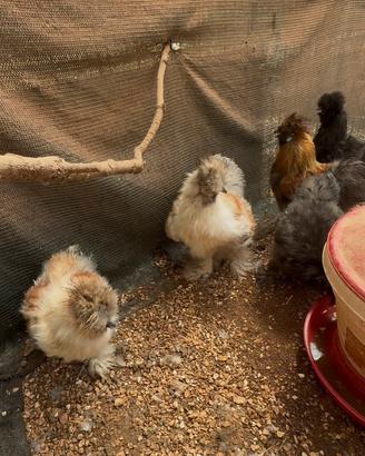 Galline ornamentali moroseta pronte alla riproduz