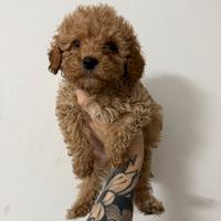 Meravigliosi Cuccioli di Barboncino