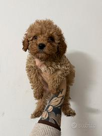 Meravigliosi Cuccioli di Barboncino