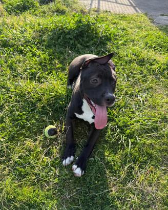 Pitbull