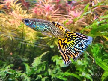 Guppy Fantail varie colorazioni