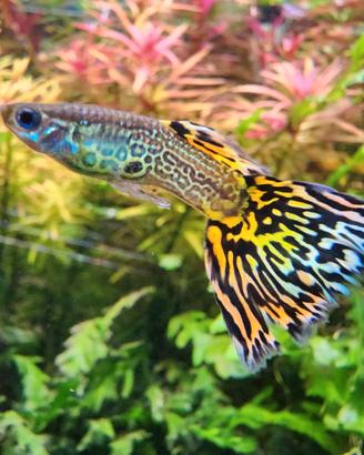 Guppy Fantail varie colorazioni