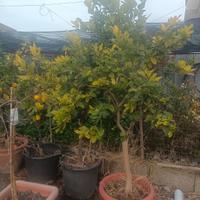 limoni 4 stagioni