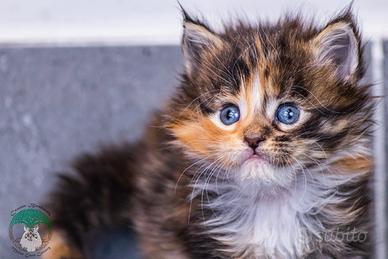 Cuccioli di Maine Coon