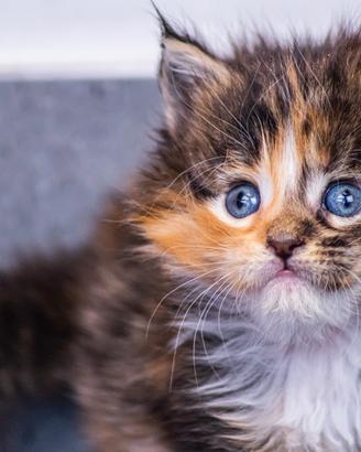 Cuccioli di Maine Coon