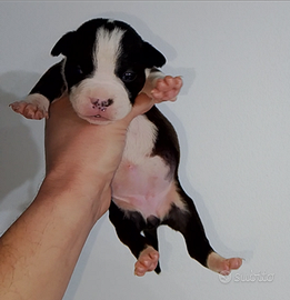 American Bully