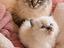 Immagine 3