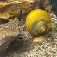 Lumache acquario tropicale Ampullarie