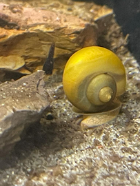 Lumache acquario tropicale Ampullarie