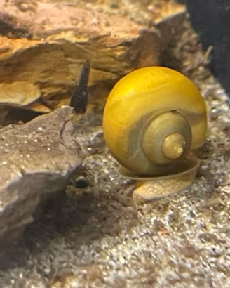 Lumache acquario tropicale Ampullarie