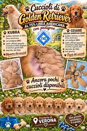 Cuccioli Golden retriever con pedigree ENCI