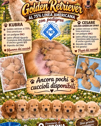 Cuccioli Golden retriever con pedigree ENCI