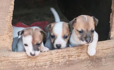 Cuccioli Jack russell