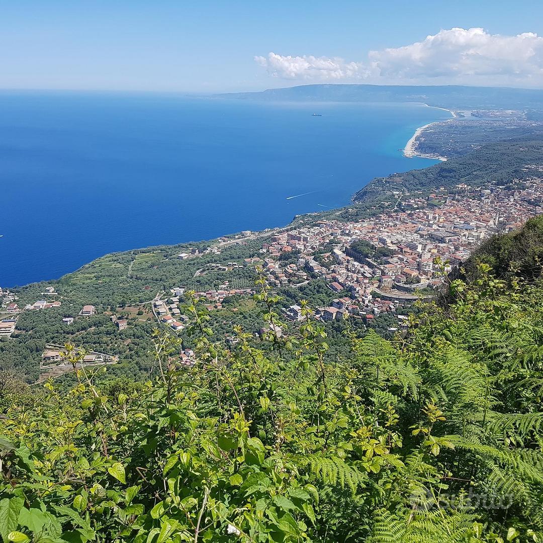 Palmi terreno vicino al mare con ulivi - Altro