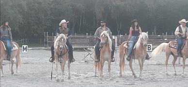 Cavalli da passeggiata haflinger