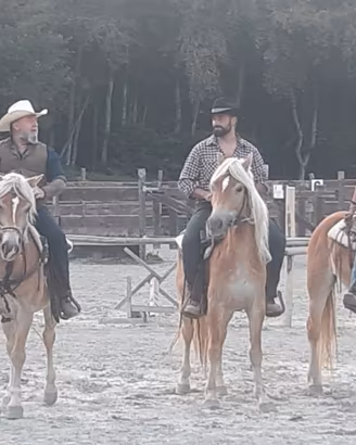 Cavalli da passeggiata haflinger
