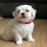 Cuccioli Maltese Maschi