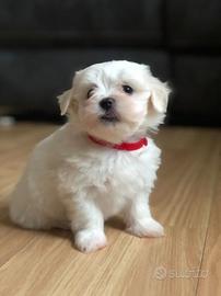 Cuccioli Maltese Maschi