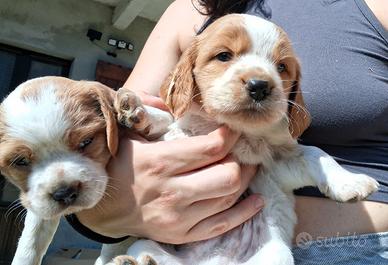 Cuccioli di Epagneul breton