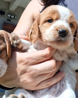Cuccioli di Epagneul breton