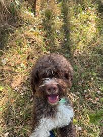 Lagotto romagnolo
