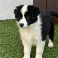 Ultima Cucciola Border Collie con pedigree Enci
