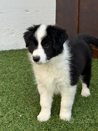 Ultima Cucciola Border Collie con pedigree Enci