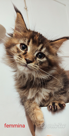 Splendidi cuccioli di Maine cooon